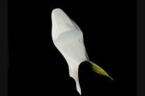 Coque arrière pour honda cbr 600 rr 09/10 2