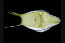 Back seat for neoprene Seat 2