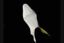 Hoecker fur Honda cbr 600 RR 2007 2008 - MXPCRD521 2