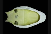 Coque arrière Triumph Daytona 675 2006 2012 - MXPCRD1850 2